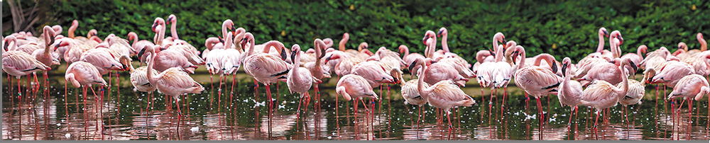 flamingo-park-abs-plastik