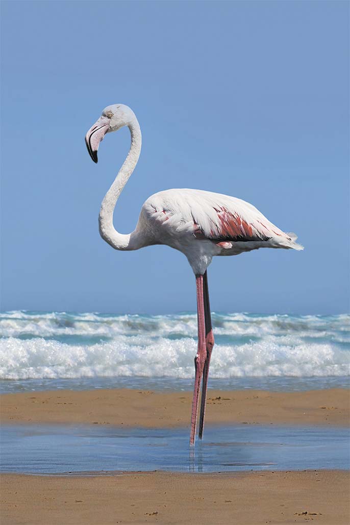 morskoi plag fotodekor flamingo